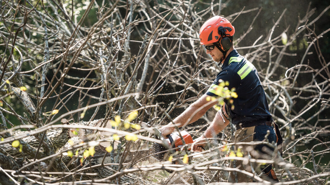 American-Tree-Experts_06 Nick Seid chainsaws the limbs of a felled ash tree, which was infected by emerald ash borer, at a Brookfield residence.