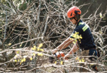 On the job with: American Tree Experts Nick Seid chainsaws the limbs of a felled ash tree, which was infected by emerald ash borer, at a Brookfield residence.