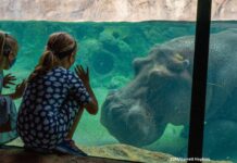 COVID disruption will push back third phase of Milwaukee County Zoo’s Adventure Africa project
